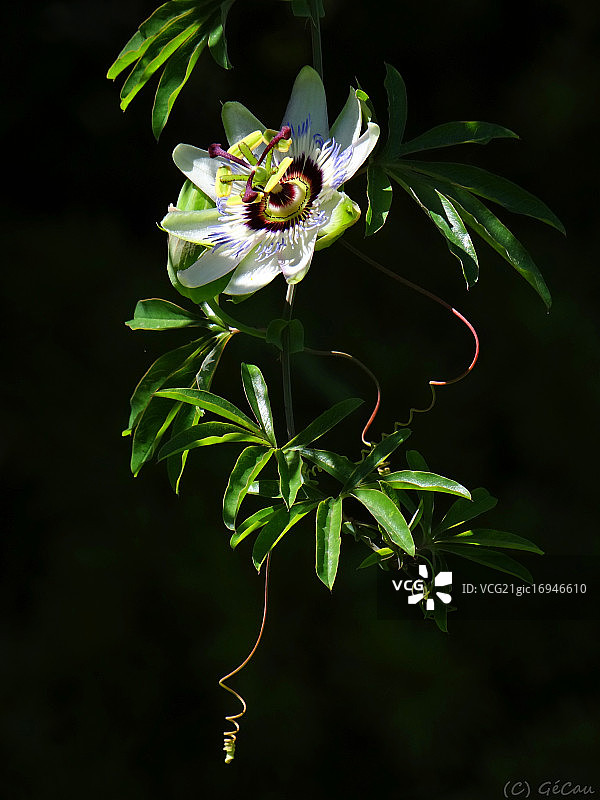 卷须和西番莲图片素材