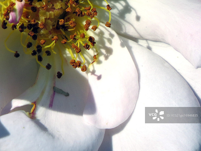 花瓣和雌蕊图片素材