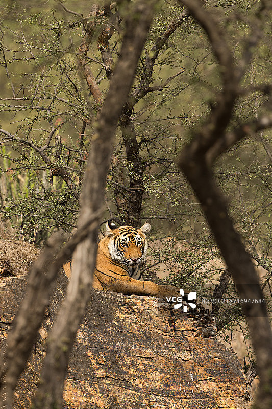 小老虎图片素材