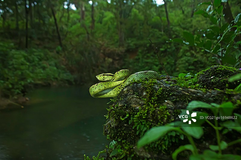 马拉巴 pit 蝰蛇图片素材