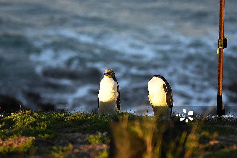摩拉基的黄眼企鹅图片素材