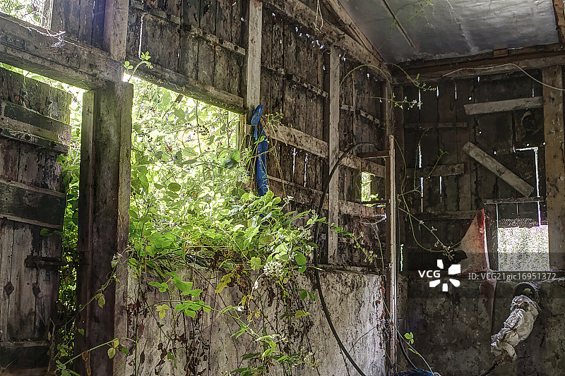 荆棘入侵废弃小屋图片素材