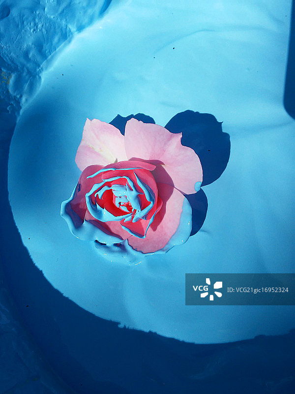 蓝色玫瑰图片素材