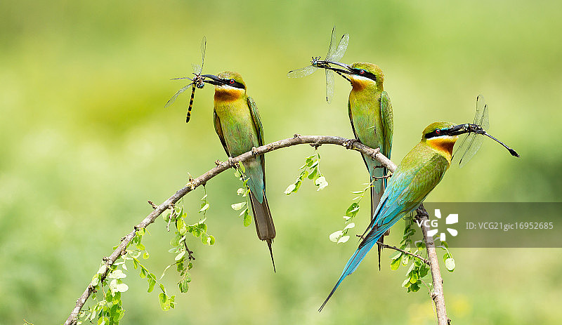 蓝尾蜂虎捕食图片素材