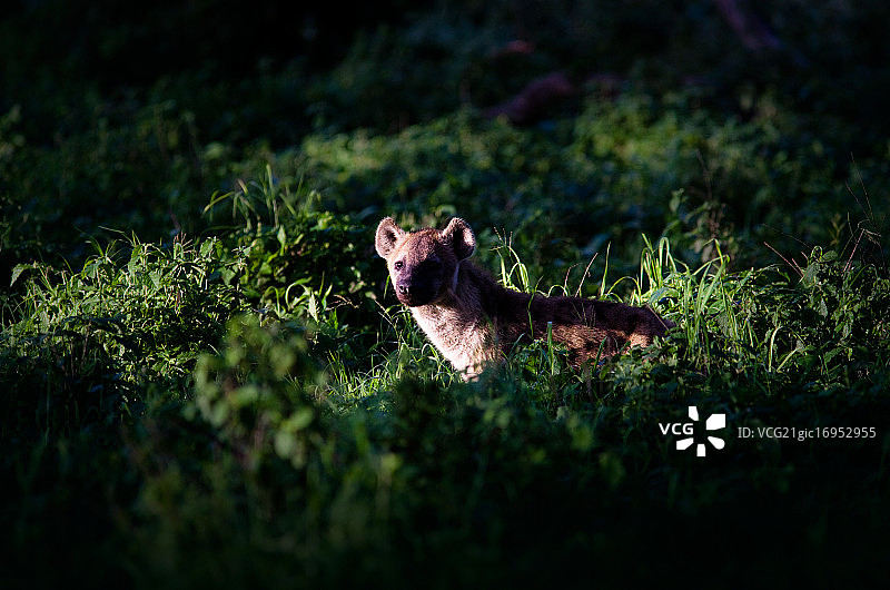 斑鬣狗图片素材