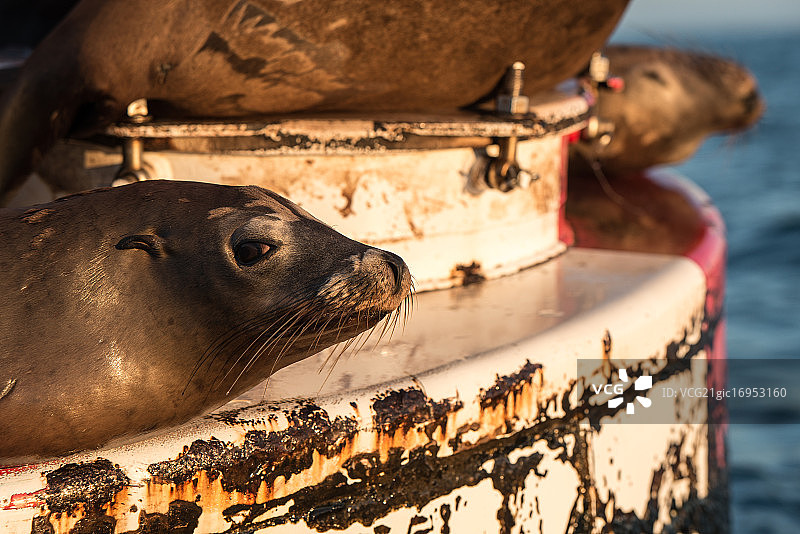 海豹的凝视图片素材