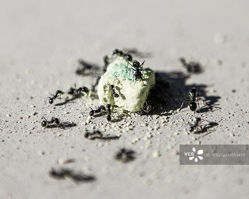 幸运蚂蚁图片素材