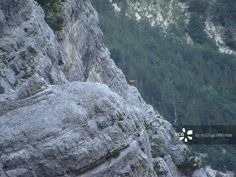 悬崖上的野山羊图片素材