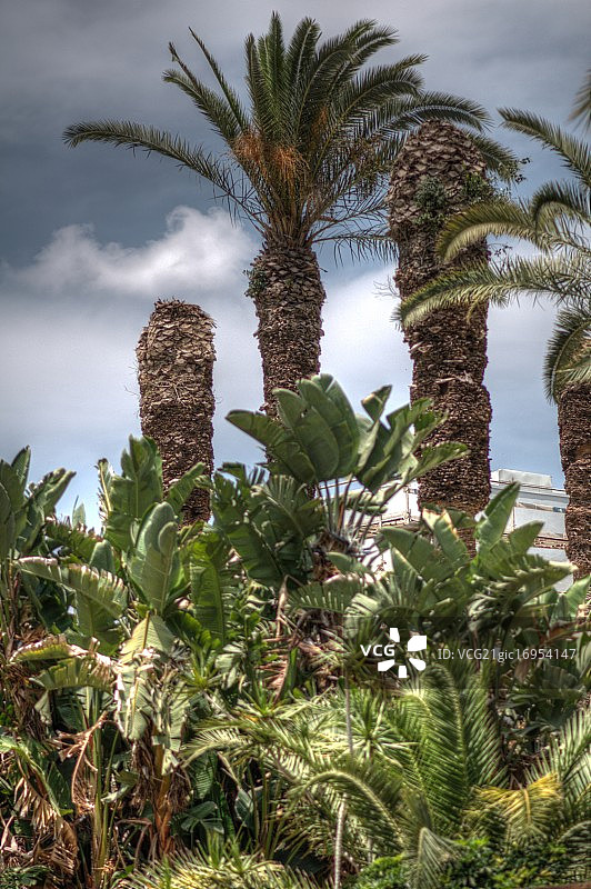 户外热带树木图片素材