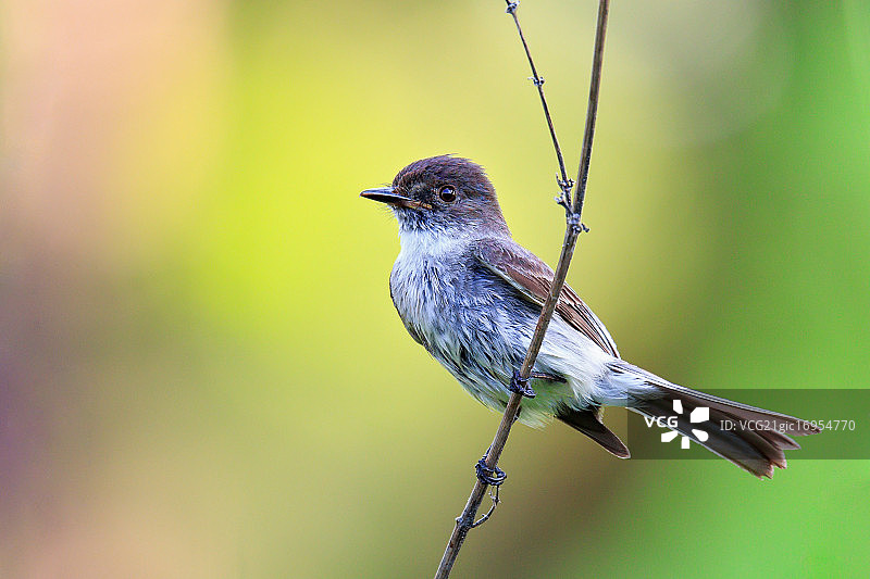 菲比东部图片素材