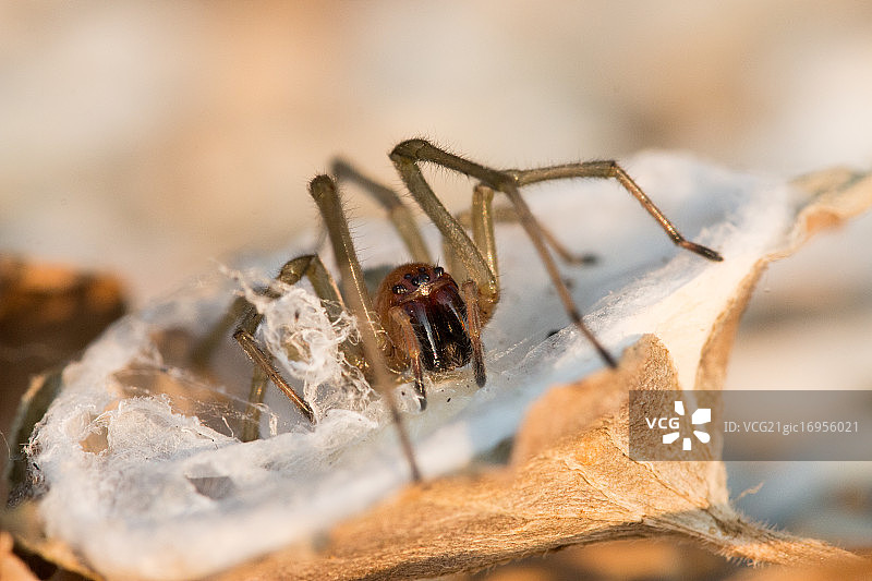 巢穴中的蜘蛛图片素材
