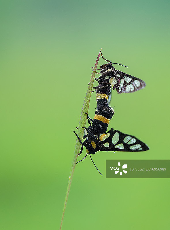 灯蛾，虎蛾图片素材