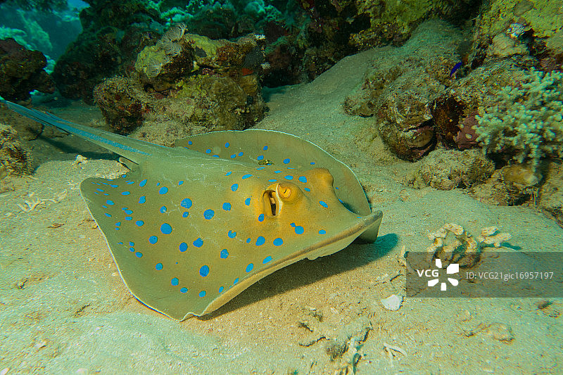 蓝点魟图片素材