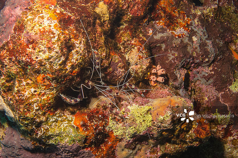 清洁虾图片素材