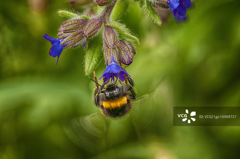 大黄蜂图片素材