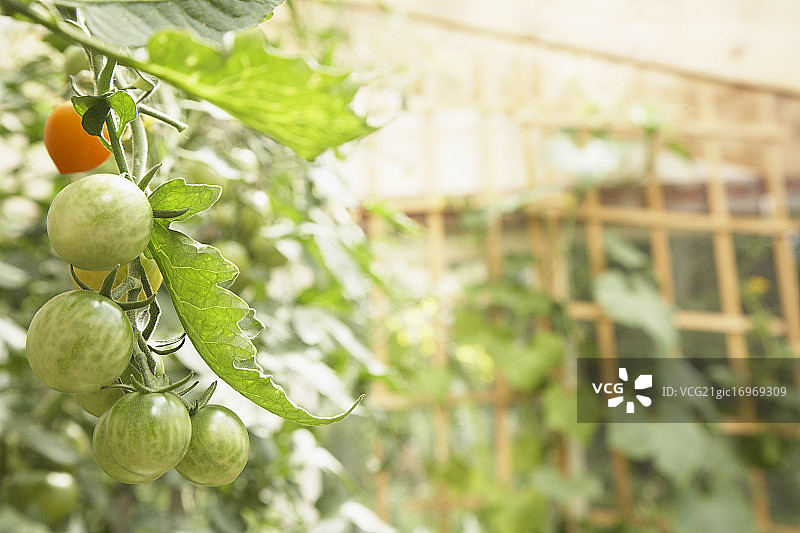 西红柿图片素材