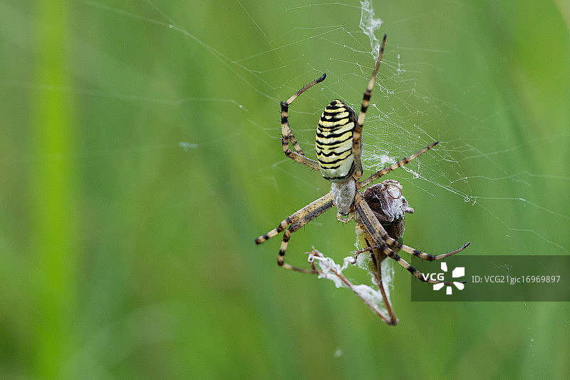 虎纹蜘蛛（Argiope bruennichi）图片素材