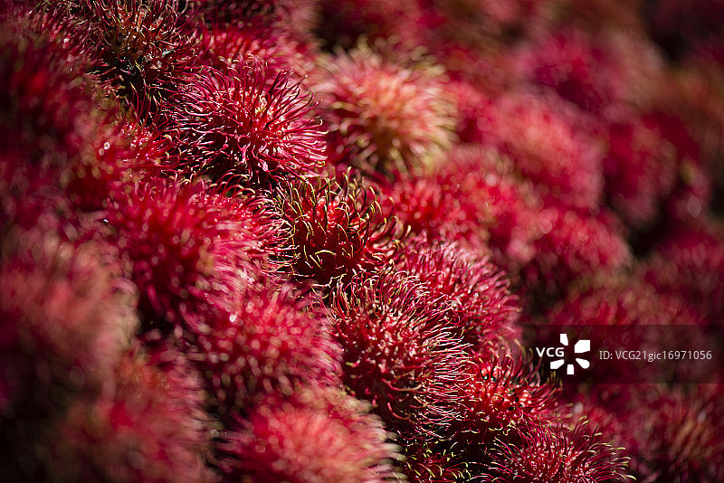 成排的红色红毛丹果实图片素材