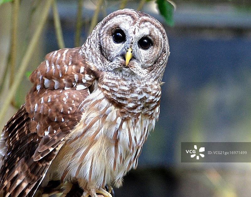 禁止猫头鹰图片素材