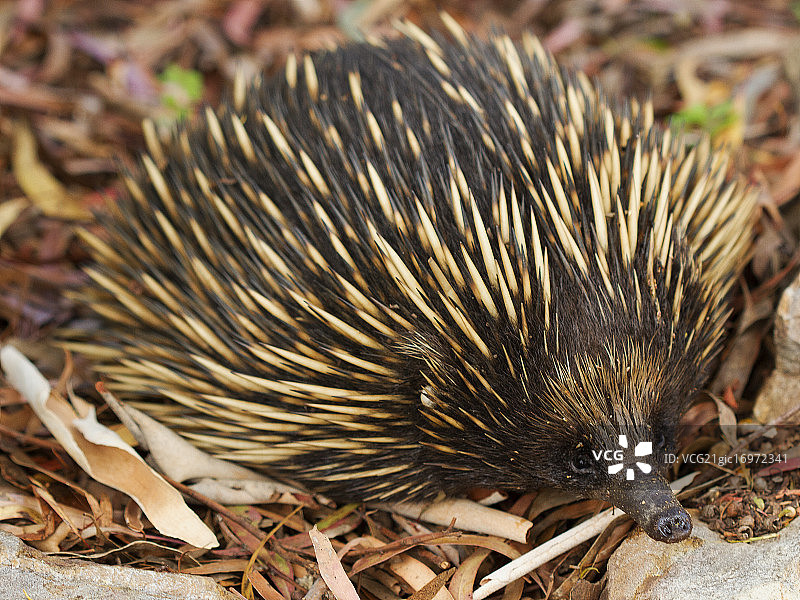 针鼹，多刺食蚁兽图片素材