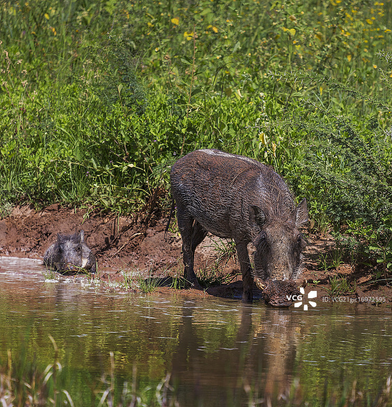 非洲纳米比亚的疣猪母子图片素材