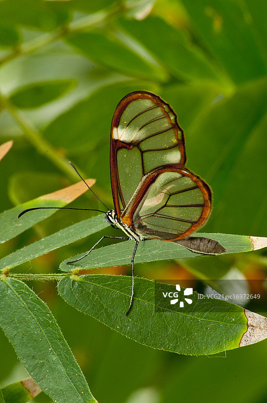 哥斯达黎加透翅图片素材