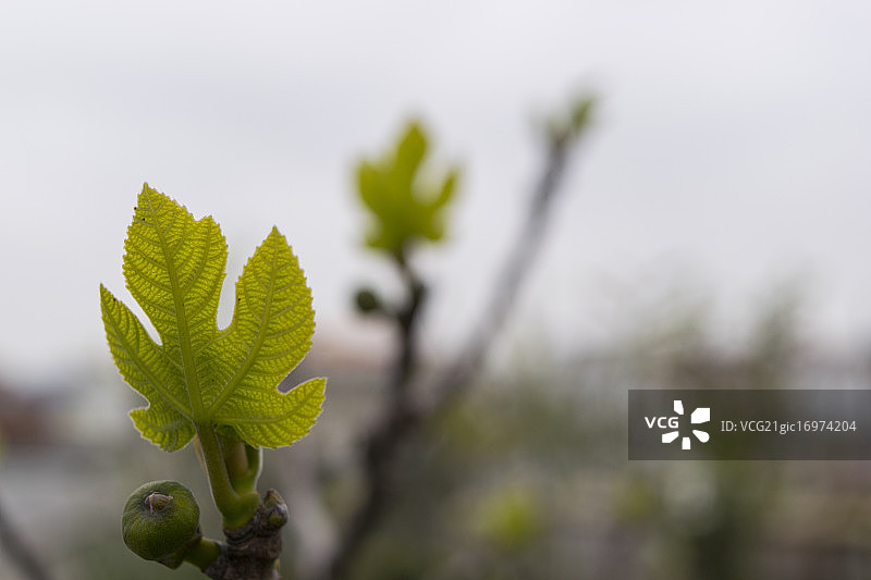 无花果叶图片素材