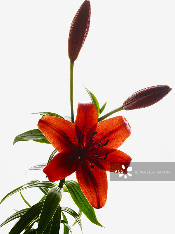 亚洲百合花图片素材