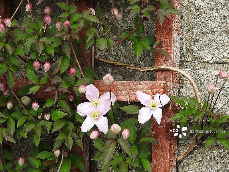 攀援植物图片素材