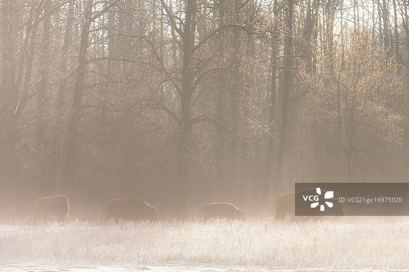 薄雾中的野牛图片素材