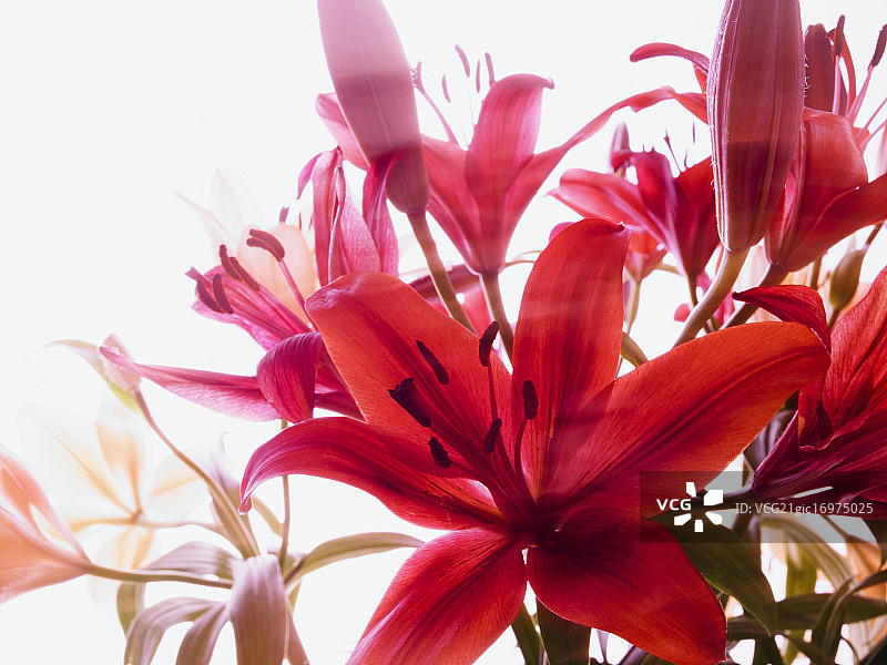 亚洲百合花图片素材