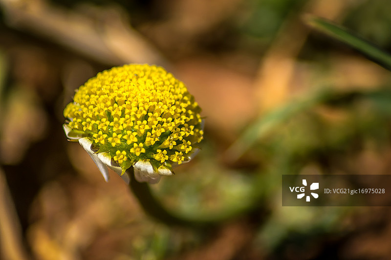 甘菊花图片素材