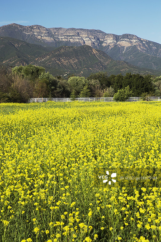 2014年4月26日，美国加利福尼亚州欧康，春季黄芥末和Topa Topa山图片素材