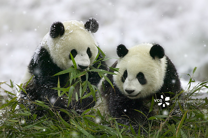 雪中的大熊猫幼崽图片素材