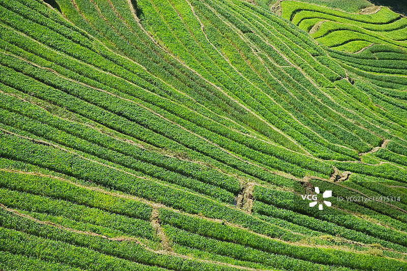 冬小麦梯田图片素材
