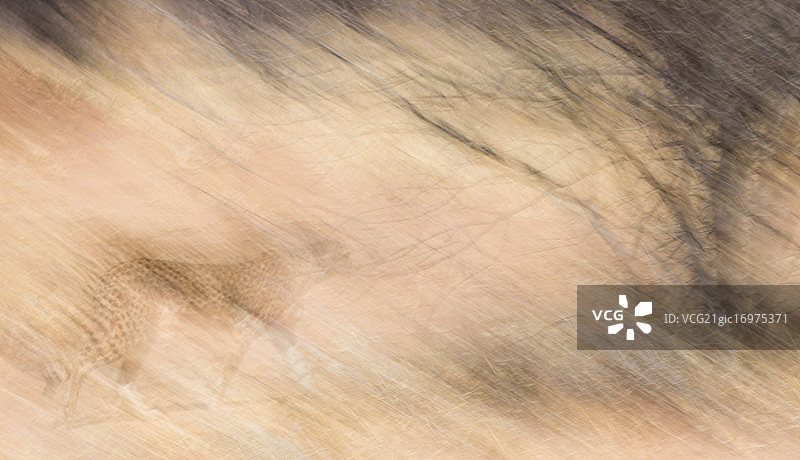 印象派风格猎豹图片素材