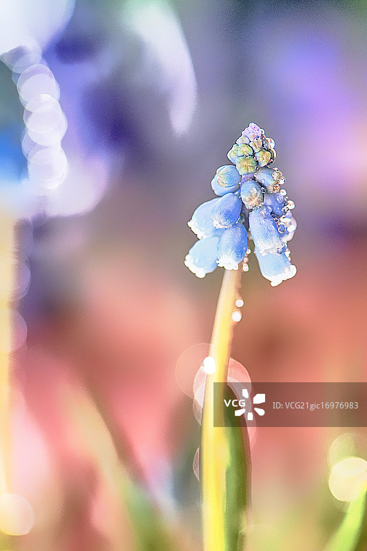 蓝壶花图片素材