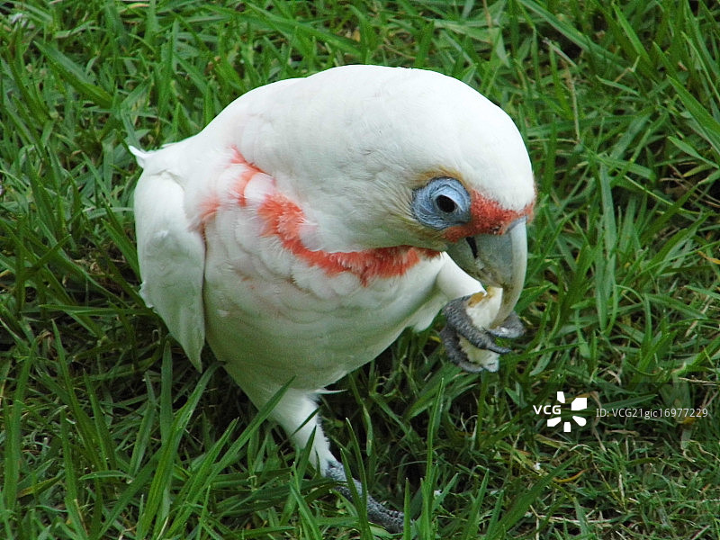 长嘴凤头鹦鹉图片素材