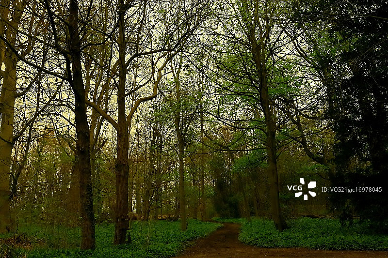 埃尔迪格护城墩和贝利城堡的树林图片素材