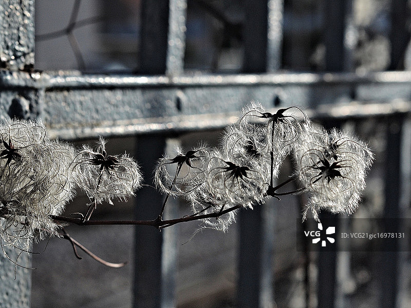 一月的铁线莲图片素材