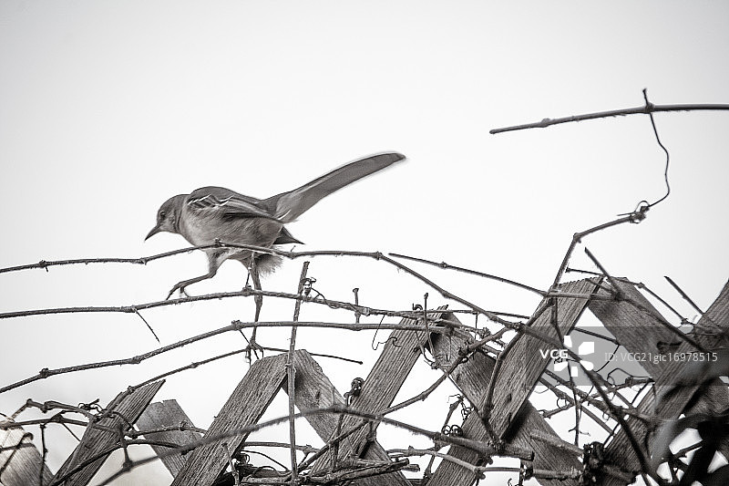 跟踪着的嘲鸫图片素材