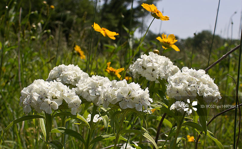 香石竹图片素材
