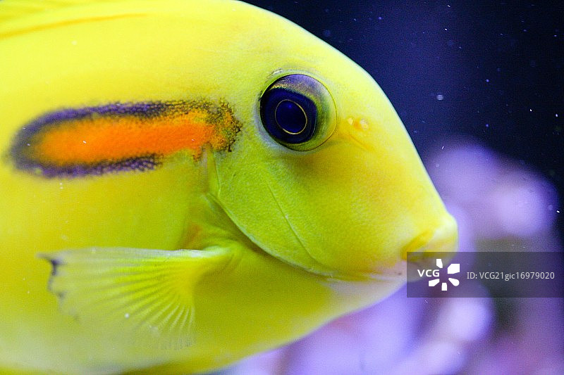 柠檬吊图片素材