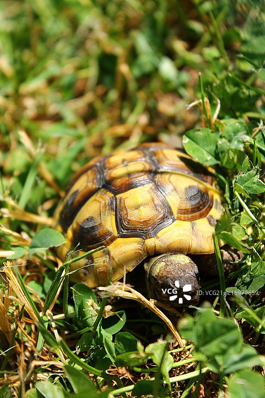 绿色中的小海龟图片素材