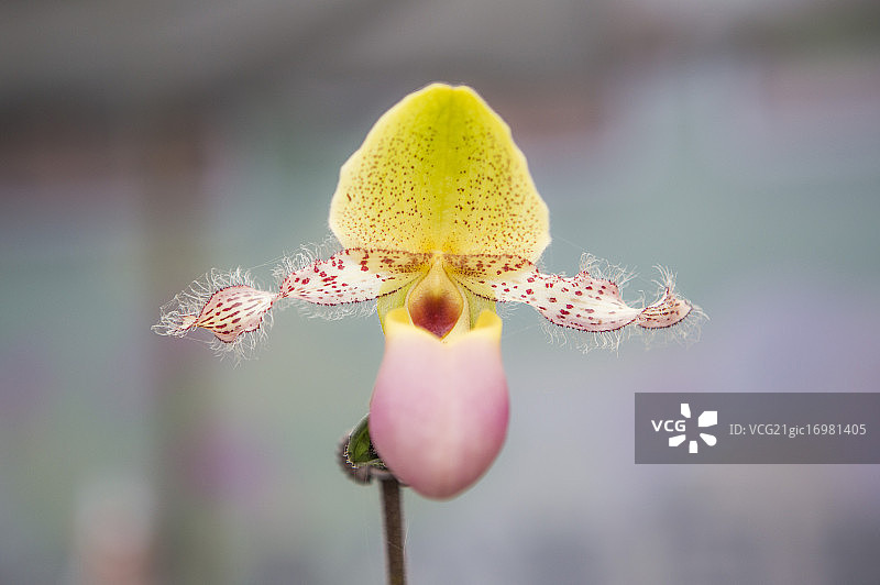 亚洲,台湾,屏东,兰花,图片素材