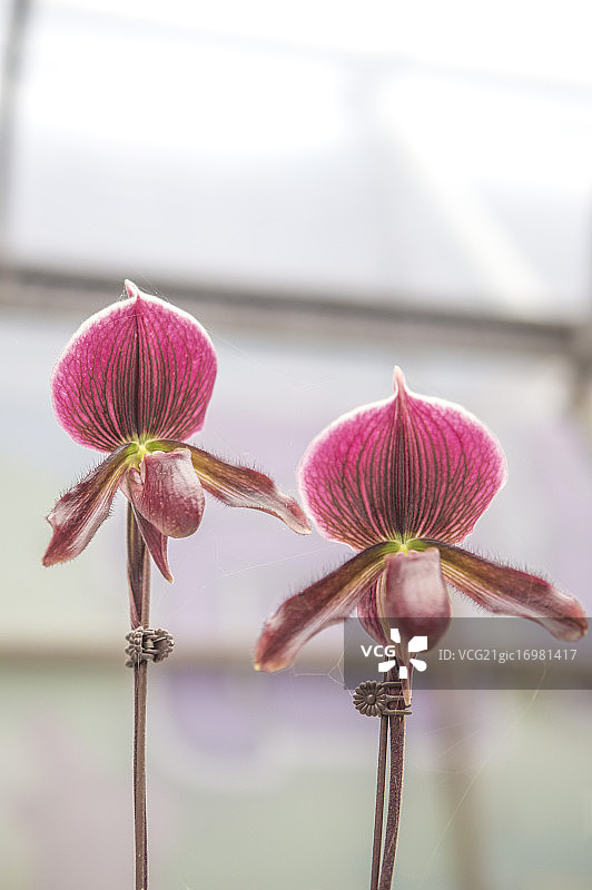 亚洲,台湾,屏东,兰花,图片素材