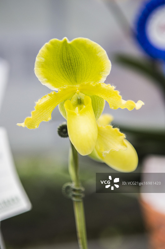 亚洲,台湾,屏东,兰花,图片素材