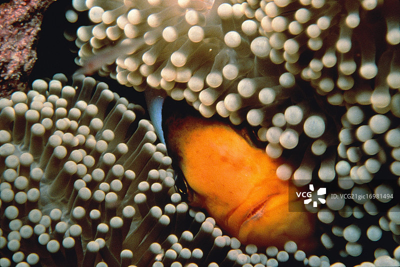 小丑鱼特写图片素材