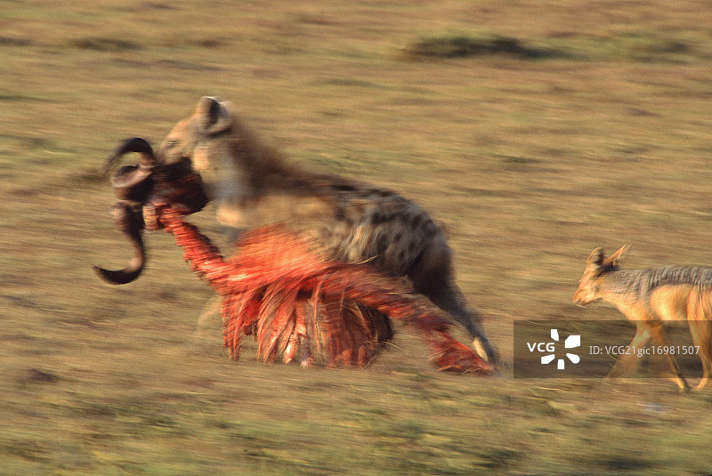 carrying carcass with young图片素材