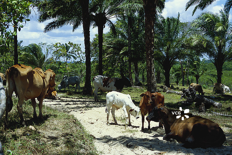 巴西巴伊亚农场上的牛图片素材